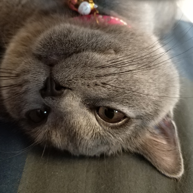 小五小五一点儿不虎